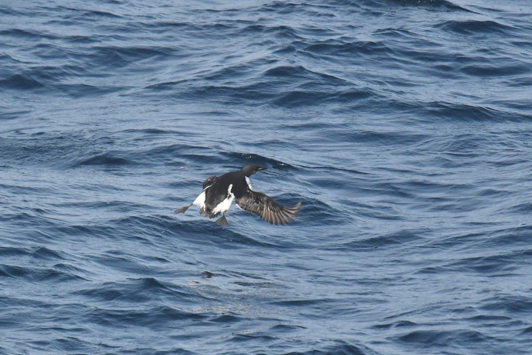 Photo of Thick-billed Murre at 大洗-苫小牧航路 by あひる