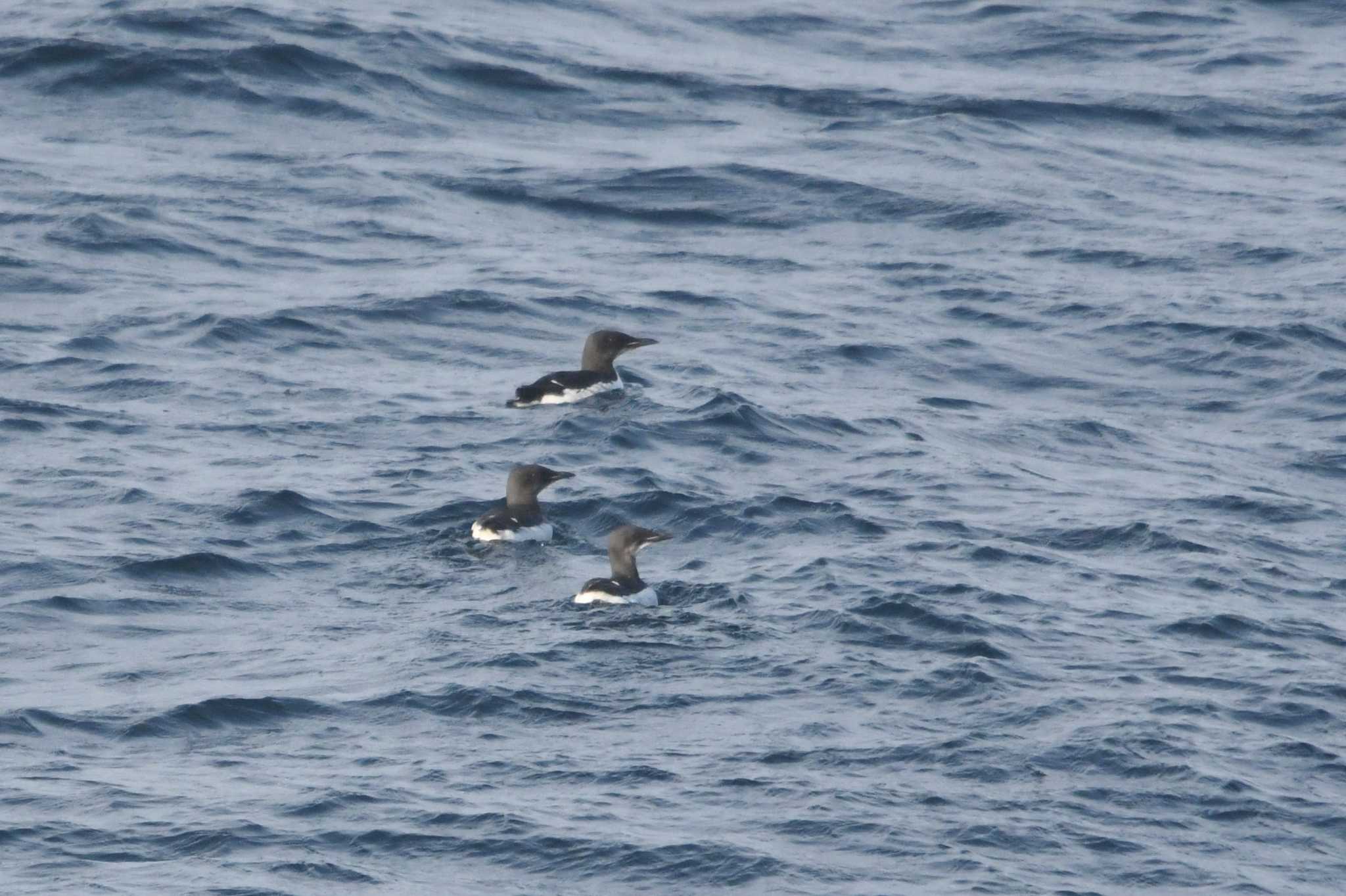 Thick-billed Murre