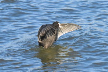 Eurasian Coot 宍道湖 Mon, 5/3/2021