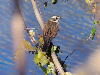 2020年12月31日(木) 赤羽自然観察公園の野鳥観察記録