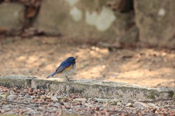 Red-flanked Bluetail Akashi Park Tue, 2/28/2017