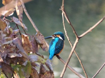 Sat, 1/16/2021 Birding report at 赤羽自然観察公園