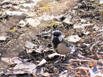 シジュウカラ 赤羽自然観察公園 2021年1月31日(日)