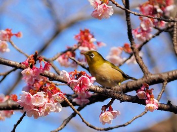 メジロ 上野恩賜公園 2021年2月11日(木)