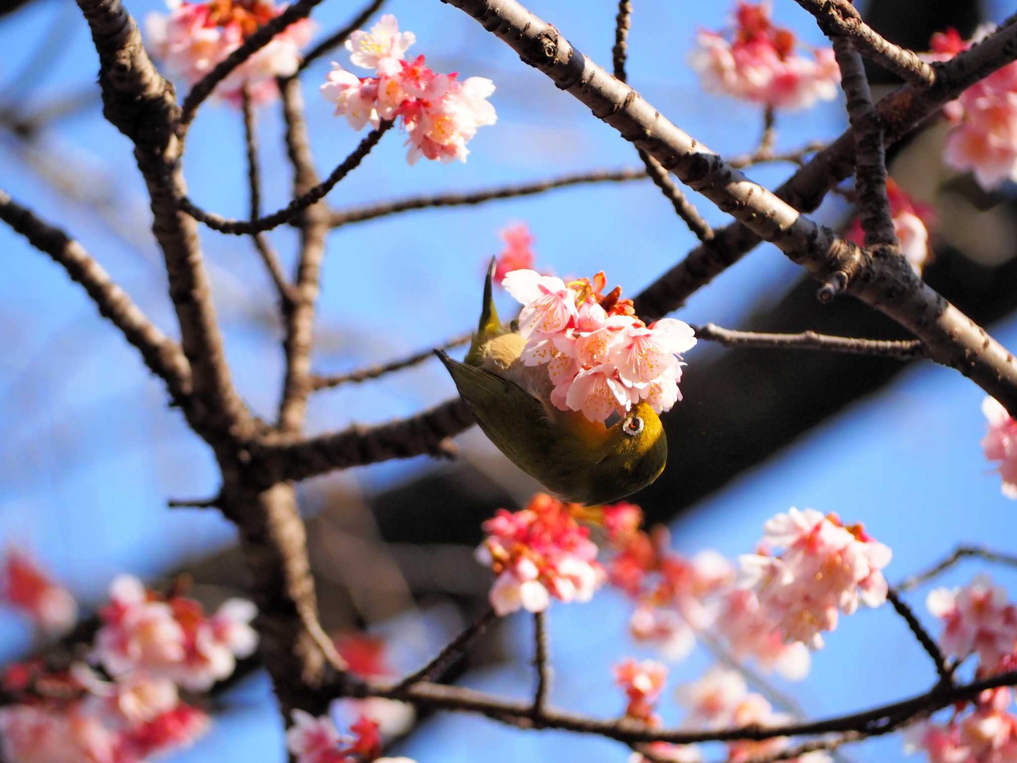 上野恩賜公園 メジロの写真 by えなが