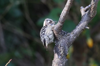 Japanese Pygmy Woodpecker 須磨離宮公園 Sat, 2/20/2021