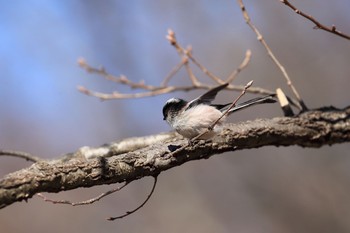 Long-tailed Tit 金ヶ崎公園(明石市) Tue, 2/28/2017