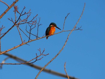 カワセミ 赤羽自然観察公園 2021年2月6日(土)