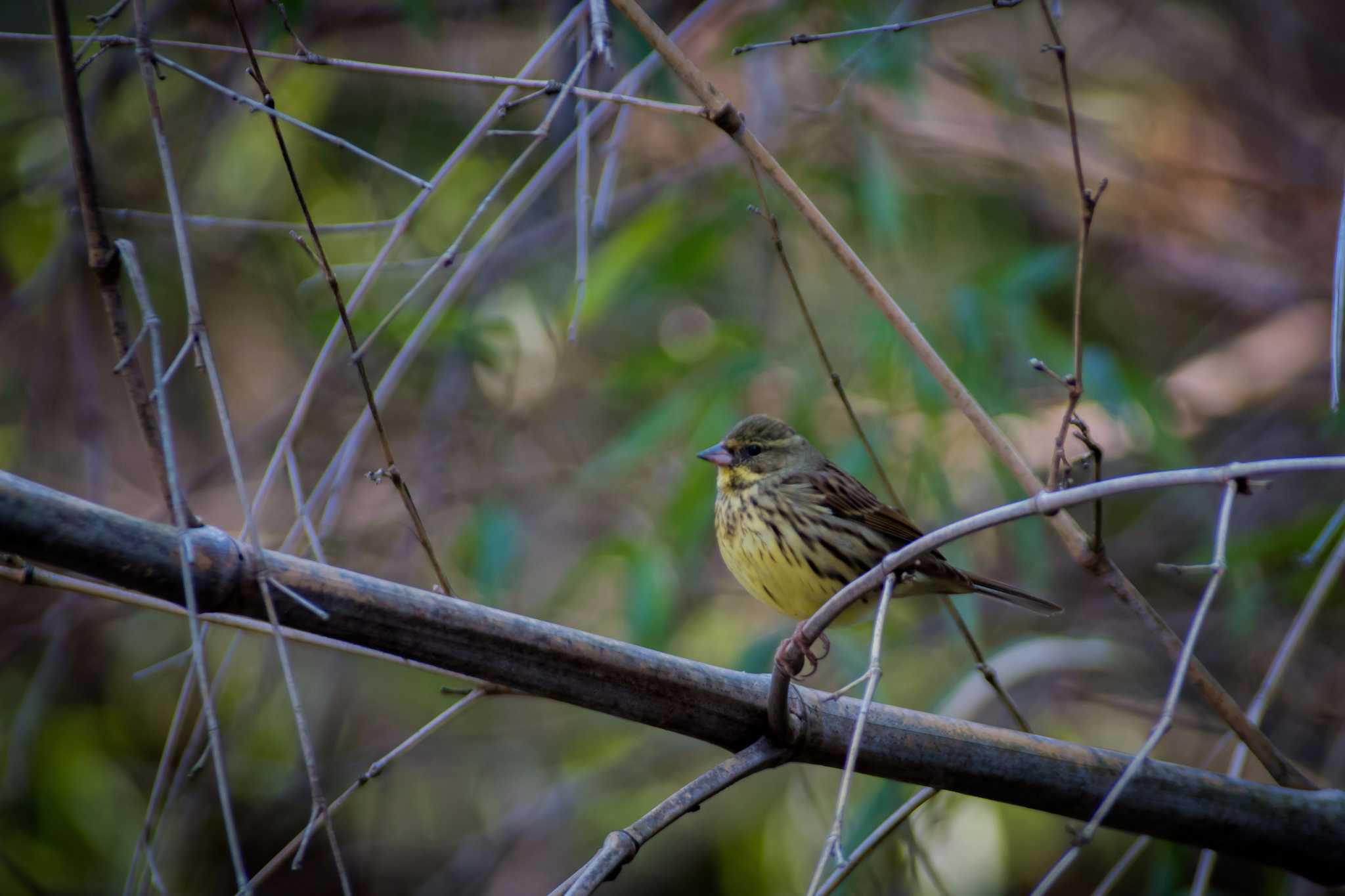 Photo of Masked Bunting at 橿原神宮 by tatsuya