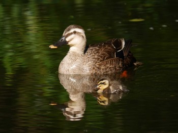 カルガモ 菊名池公園(神奈川県横浜市) 2021年5月8日(土)