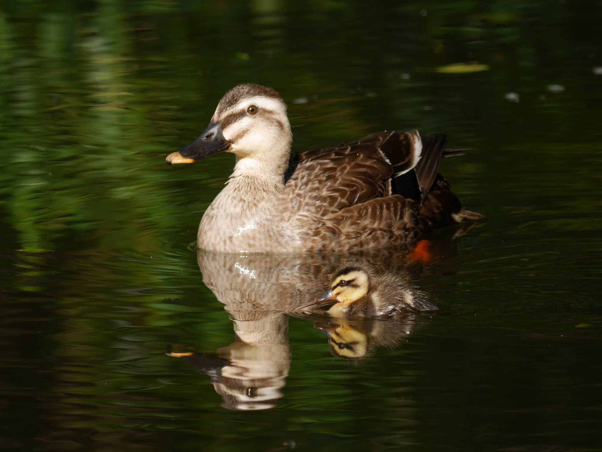 Photo of Eastern Spot-billed Duck at 菊名池公園(神奈川県横浜市) by 丁稚