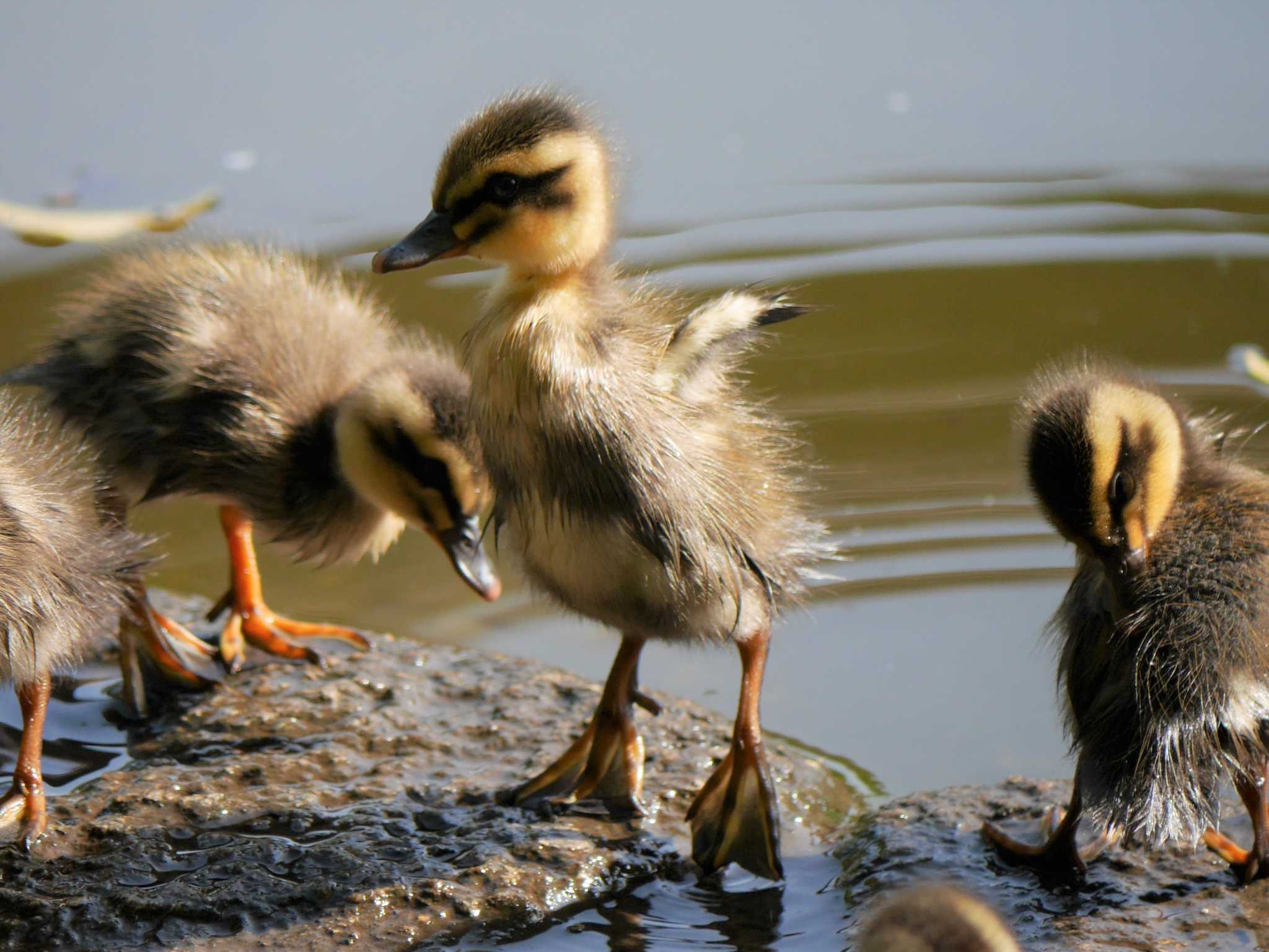 Photo of Eastern Spot-billed Duck at 菊名池公園(神奈川県横浜市) by 丁稚