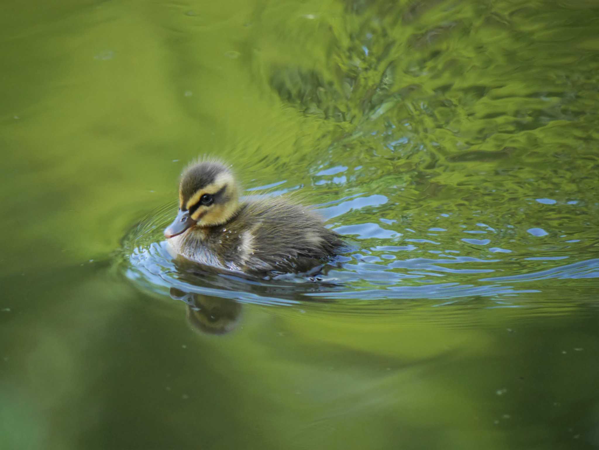 菊名池公園(神奈川県横浜市) カルガモの写真 by 丁稚