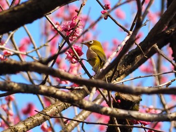 メジロ 小石川植物園 2021年2月21日(日)