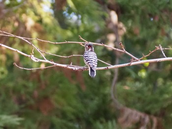 Thu, 2/11/2021 Birding report at Ueno Park