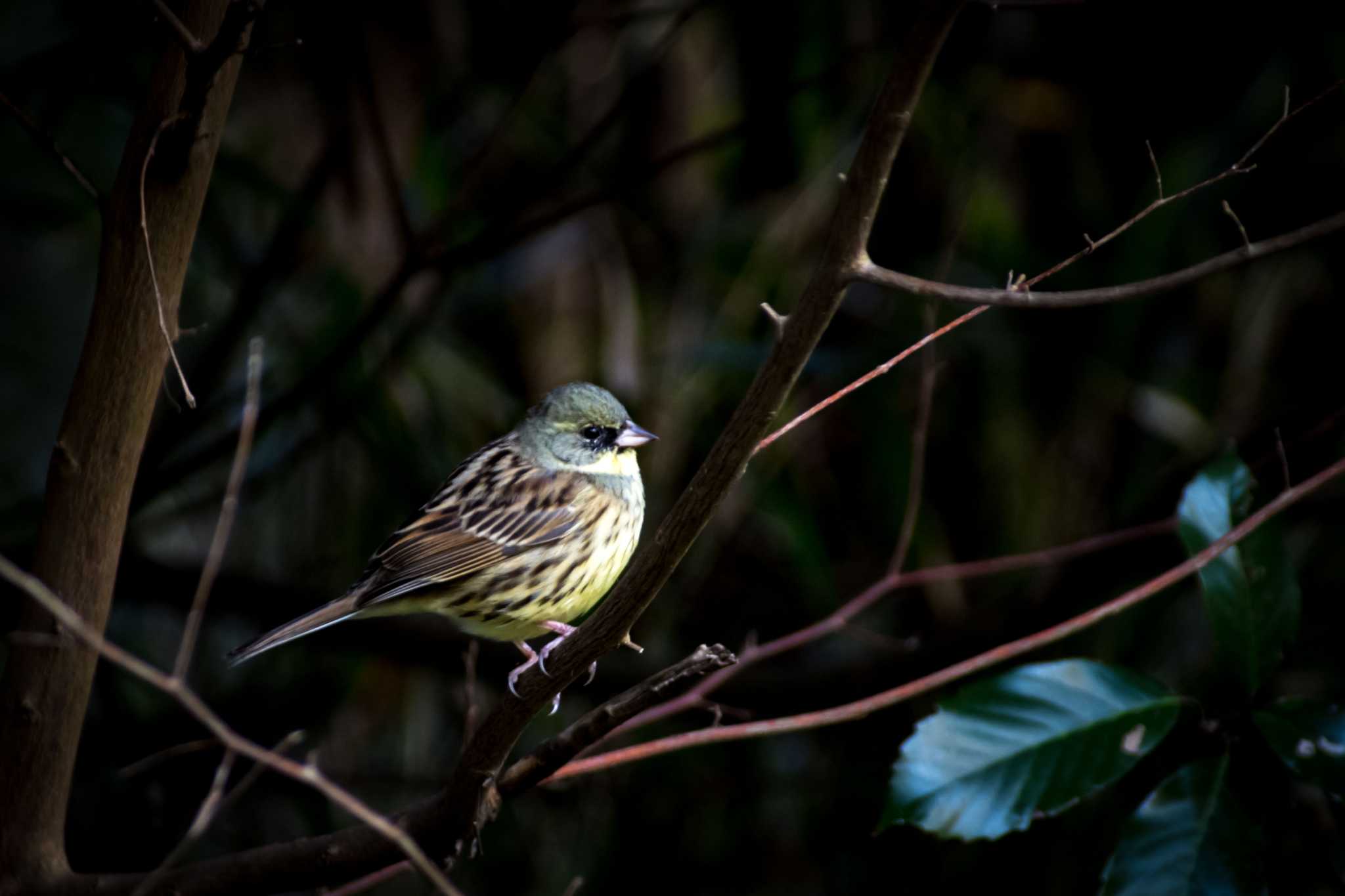 Photo of Masked Bunting at 橿原神宮 by tatsuya