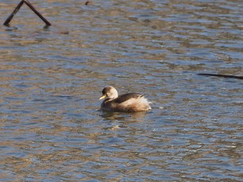 Thu, 2/11/2021 Birding report at Shinobazunoike