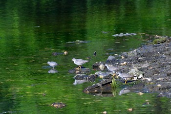 2021年5月8日(土) 長浜公園の野鳥観察記録