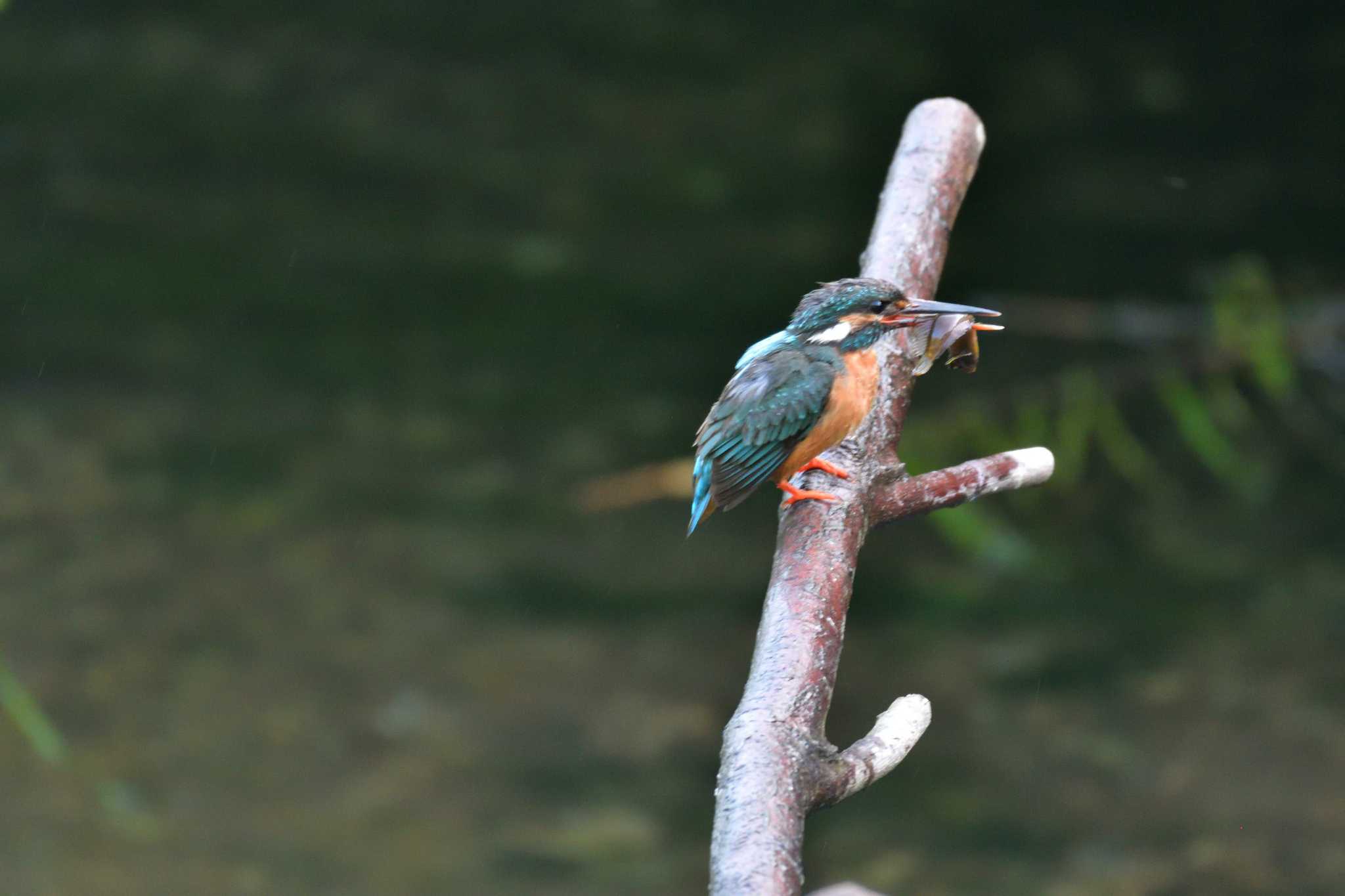 長浜公園 カワセミの写真 by やなさん