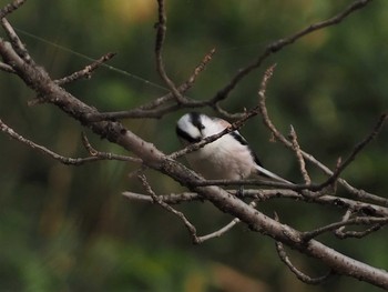 Tue, 12/29/2020 Birding report at 赤羽自然観察公園