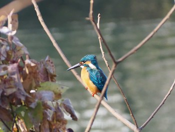 カワセミ 赤羽自然観察公園 2021年1月16日(土)