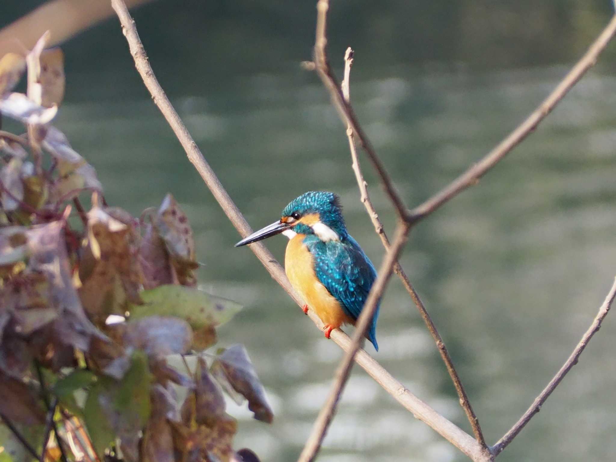 赤羽自然観察公園 カワセミの写真 by えなが