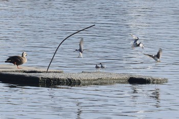 2021年5月8日(土) 多摩川二ヶ領宿河原堰の野鳥観察記録