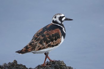 Sat, 5/8/2021 Birding report at 東京都