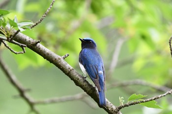 Blue-and-white Flycatcher 油山市民の森 Sat, 5/8/2021