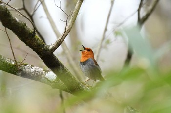 Fri, 5/7/2021 Birding report at Yanagisawa Pass