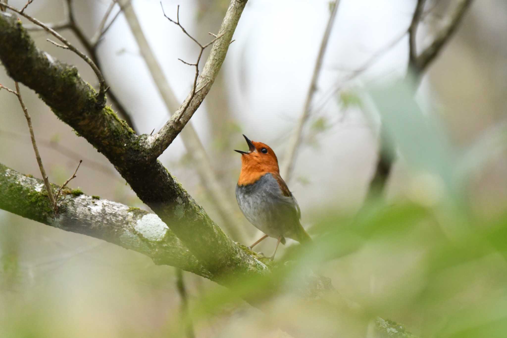 Japanese Robin