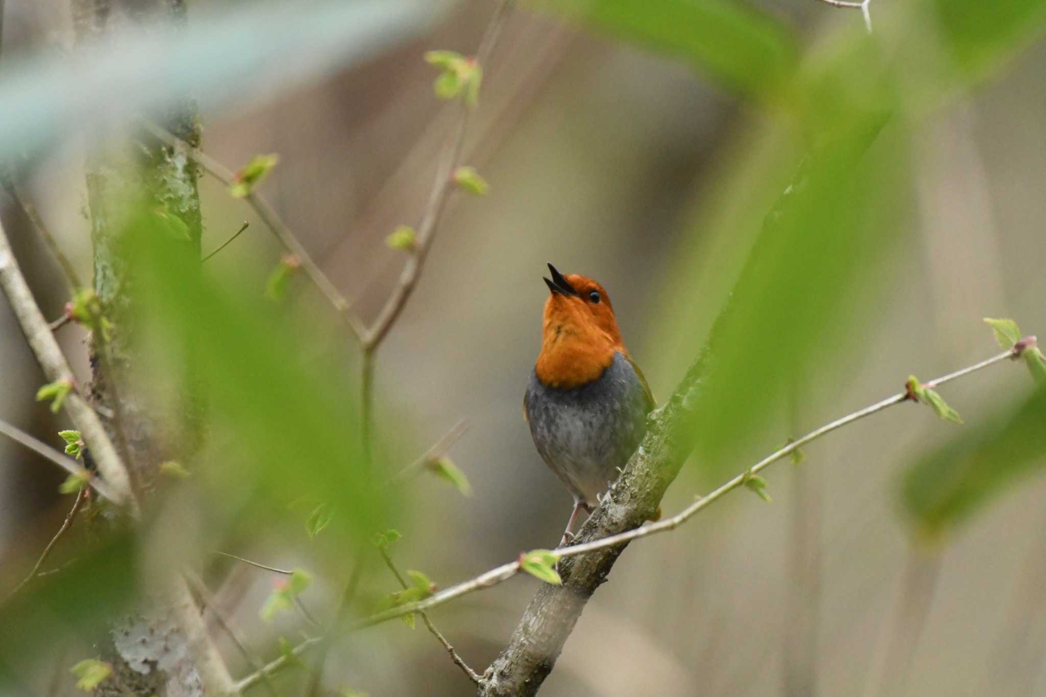 Japanese Robin