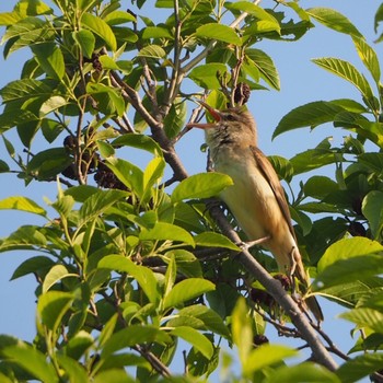 2021年5月8日(土) 水元公園の野鳥観察記録