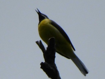 Grey Wagtail 巾着田 Sat, 5/8/2021