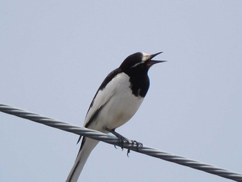 Japanese Wagtail 巾着田 Sat, 5/8/2021