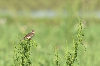 Eurasian Skylark 大久保農耕地 Sat, 5/8/2021