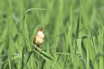 オオヨシキリ 大久保農耕地 2021年5月8日(土)