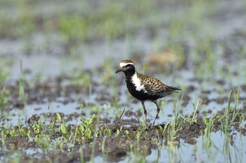 Pacific Golden Plover 大久保農耕地 Sat, 5/8/2021