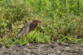 Chinese Pond Heron 大久保農耕地 Sat, 5/8/2021