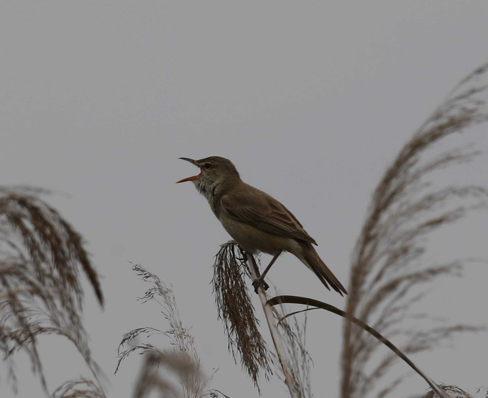 オオヨシキリ by Hokkaido.univ