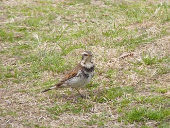 Dusky Thrush Nagai Botanical Garden Sun, 3/5/2017