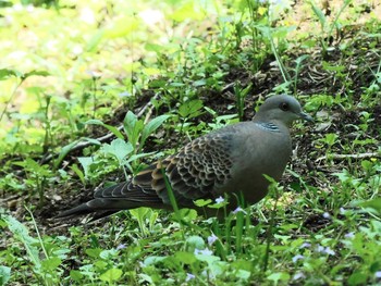 Oriental Turtle Dove 井頭公園 Sat, 5/8/2021