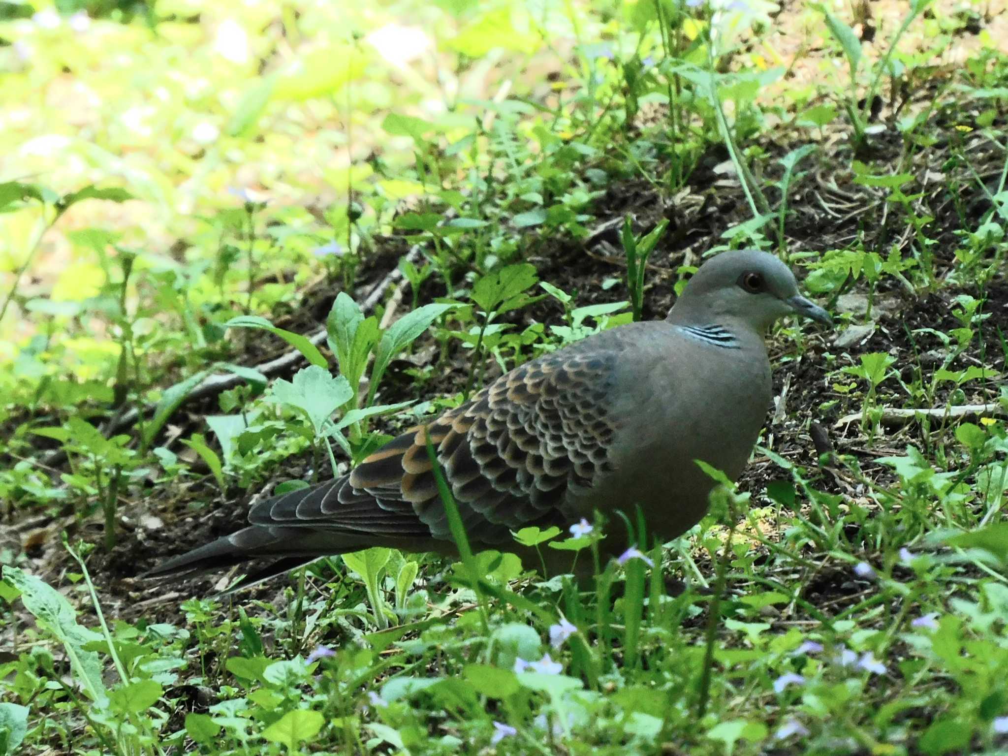 Oriental Turtle Dove