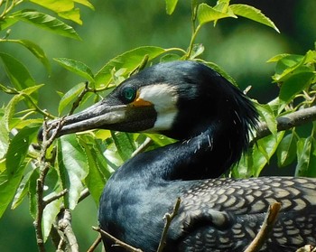 カワウ 井頭公園 2021年5月8日(土)