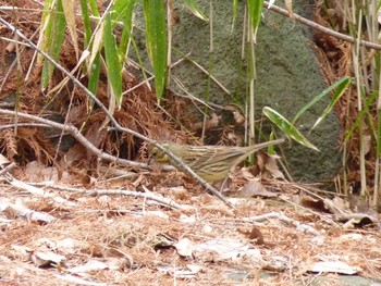 Masked Bunting Nagai Botanical Garden Sun, 3/5/2017