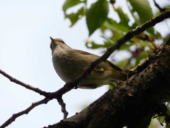 ウグイス 神奈川県花水川 2021年4月16日(金)