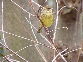 アオジ 長居公園植物園 2017年3月5日(日)