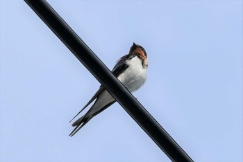 2021年5月3日(月) 東京都北区の野鳥観察記録