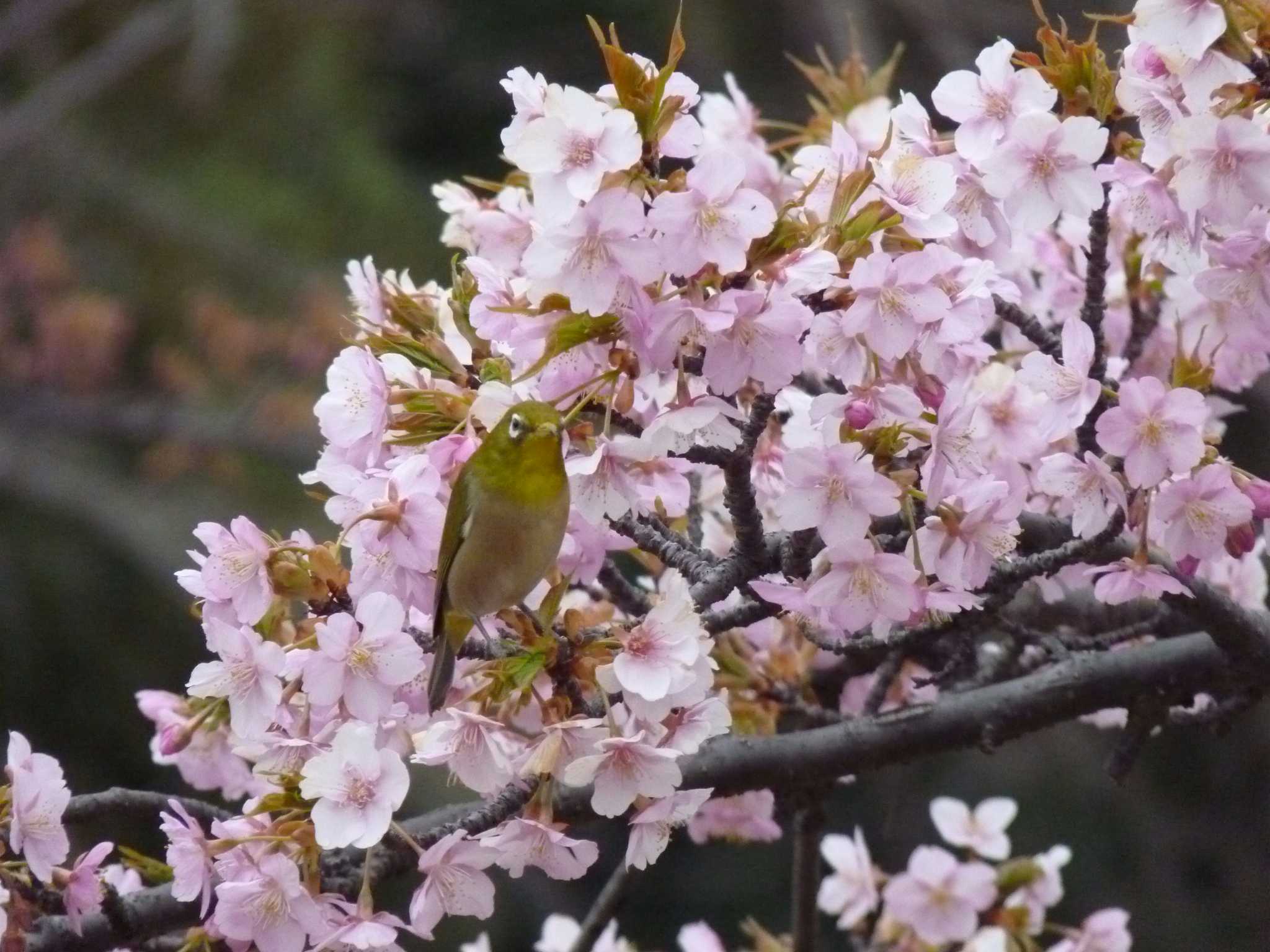 かわず桜に群れてました。 by ぴよこ