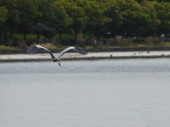 アオサギ 彩湖 2021年5月8日(土)